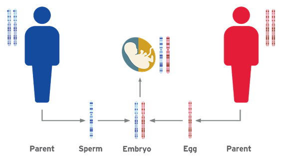parents to embryo graphic